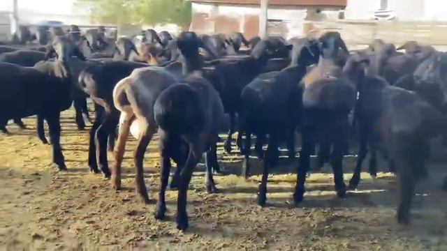 Гиссарские кочкарчики по 300$,г.Шымкент,+77025558424 смотреть онлайн