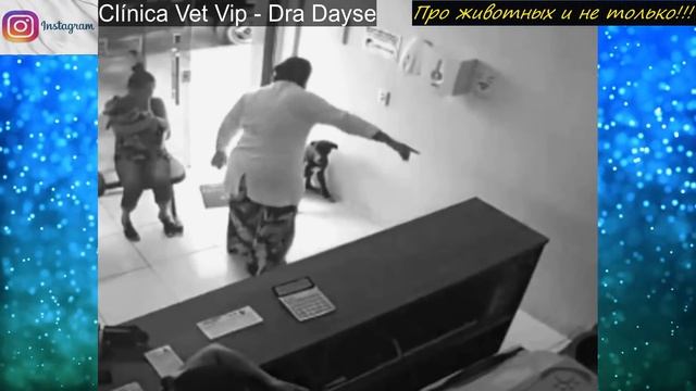 Эти кадры облетели весь мир! Пёс Заходит в Ветклинику и Протягивает Лапу из Которой Торчит ГВОЗДЬ! смотреть онлайн