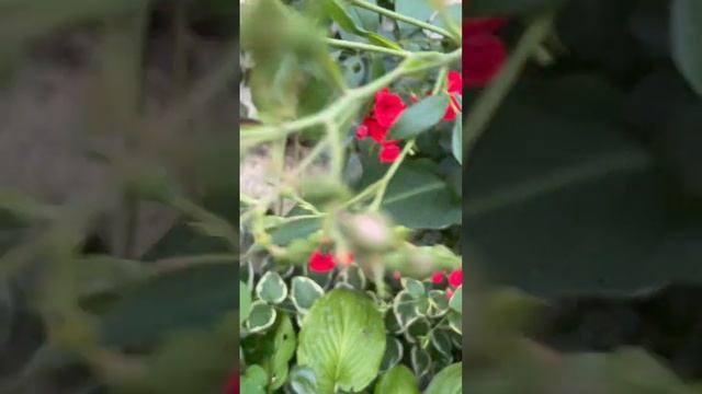 Роза Скарлет #мойсад #розы #цветы #моирозы #роза смотреть онлайн
