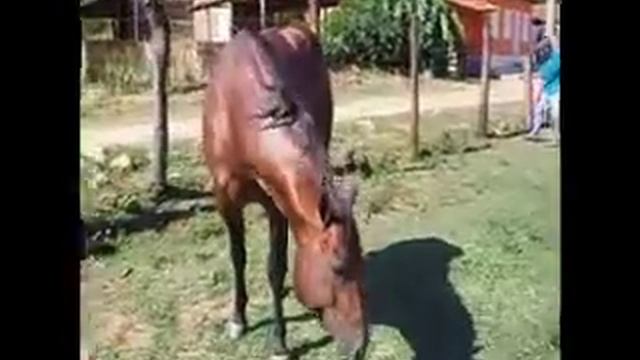 TOP MG смотреть онлайн