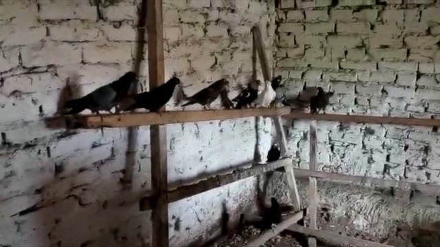 Дарим детям голубей! смотреть онлайн