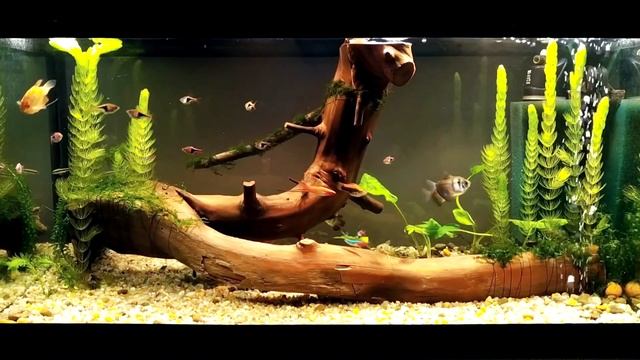 Коряга своими руками. Без соли и кипячения. Поиск, подготовка, установка, проверка коряги. смотреть онлайн