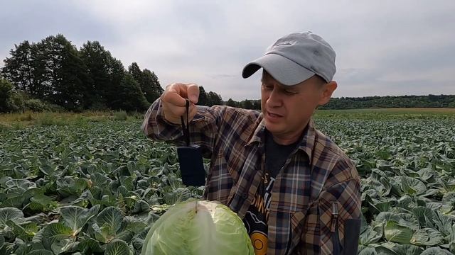 Обзор гибрида Ринда, семена селекции Seminis. Rinda Hybrid Review, Seminis Selection Seeds