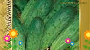 Огурец сортовой Засолочный. Краткий обзор, описание характеристик, где купить семена Zasolochnyy