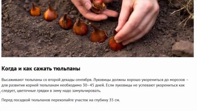 Посадка тюльпанов осенью когда куда как смотреть онлайн