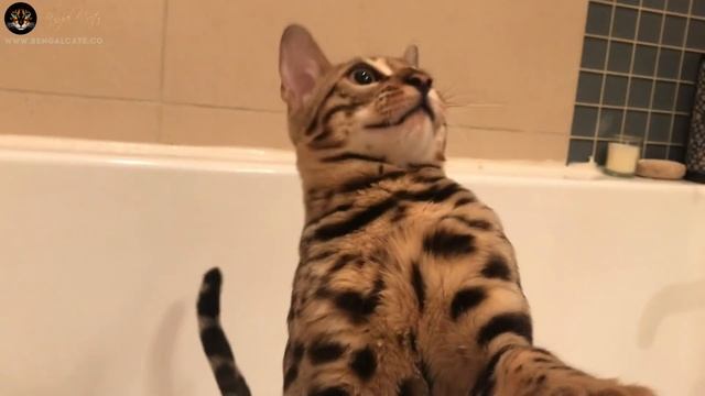 Bengal Cat Loves Water Games смотреть онлайн