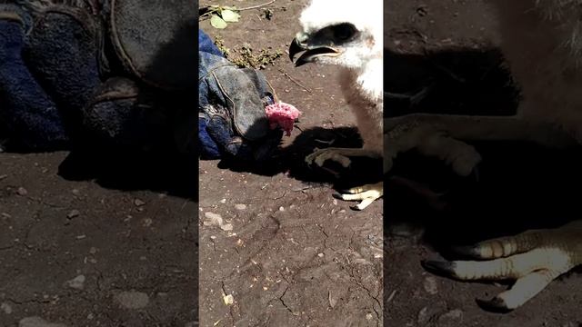 Обучение птенца курганника /// Малыш курганник /// Обучение смотреть онлайн