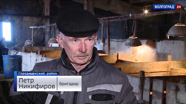 В хозяйствах Волгоградской области идет отел животных смотреть онлайн