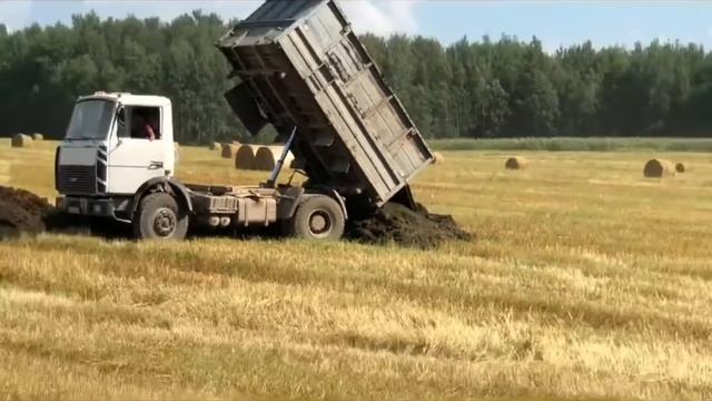 Вывоз органических удобрений на поле [ БЕЛАРУС 1221В, БЕЛАРУС 1221, МАЗ 5551 ] смотреть онлайн
