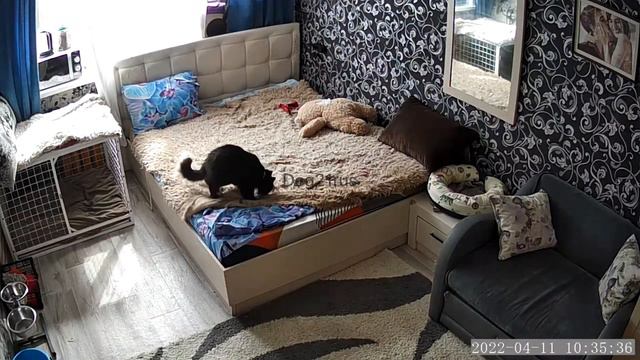 Кошачий движ смотреть онлайн