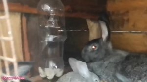 ВЗДУТИЕ ЖИВОТА У КРОЛИКОВ.Как лечить вздутие у кроликов.Препараты от вздутия живота у кроликов.