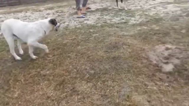 Алмаз - доступен к продаже смотреть онлайн