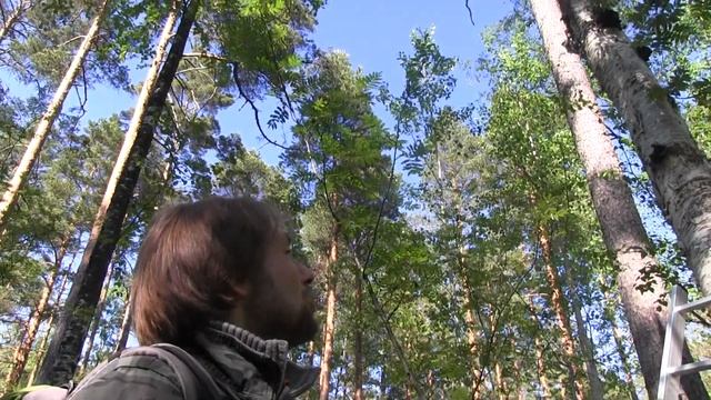 Как гриб чага накапливает хромогенный комплекс – меланин и минералы . Польза Чаги против опухолей. смотреть онлайн