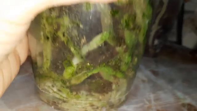 ПОКУПКИ ОРХИДЕЙ/07.12.22./ смотреть онлайн