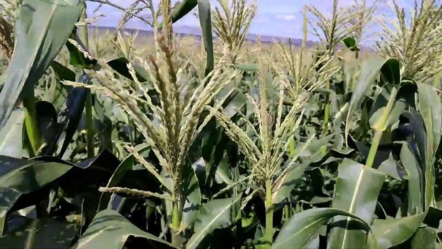Сахарная кукуруза ? выращивание и уход смотреть онлайн