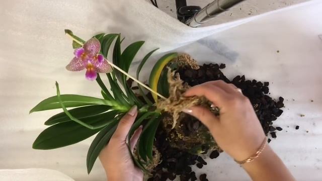Моя посадка фаленопсиса. Лечение. Вся правда о цеофлоре. смотреть онлайн