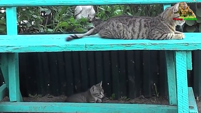 СМЕШНЫЕ КОТЫ С КОШКАМИ. ПРИКОЛЫ С КОТАМИ И КОШКАМИ #1 смотреть онлайн