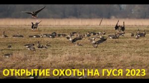 ДОБЫЛ НОРМУ С ОДНОГО НАЛЁТА!!! ОТКРЫТИЕ ВЕСЕННЕЙ ОХОТЫ НА ГУСЯ 2023 / MAX HUNTER