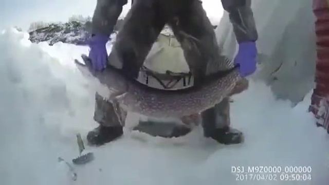 НЕВЕРОЯТНЫЙ УЛОВ ЩУКА ОДНА ЗА ОДНОЙ смотреть онлайн