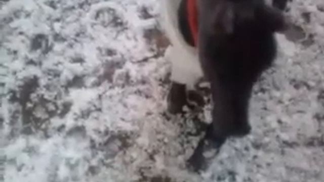 Дикие лошади/Домашние лошади смотреть онлайн