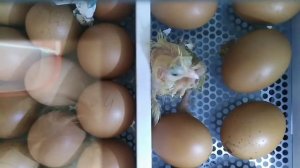 Эксперемент! Инкубация куриных яиц из холодильника. Первая икубация в моей жизни.