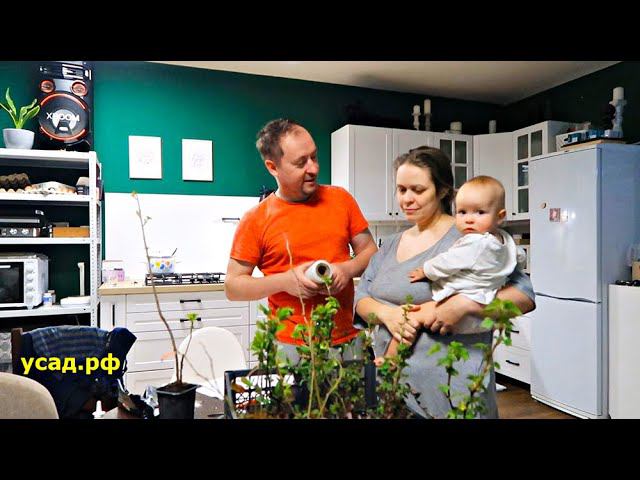 КУПИЛ САЖЕНЦЫ И ЛОХАНУЛСЯ, ТЕПЕРЬ ВЫРАЩИВАЮ САМ смотреть онлайн