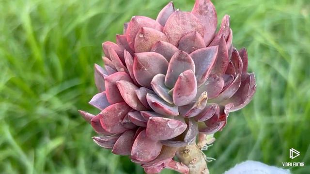 Echeveria cv Jyulia смотреть онлайн