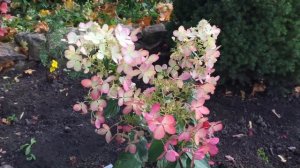 ГОРТЕНЗИЯ Анжел Блаш.