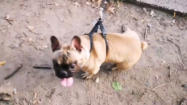 С Праздником вас всех!!! смотреть онлайн