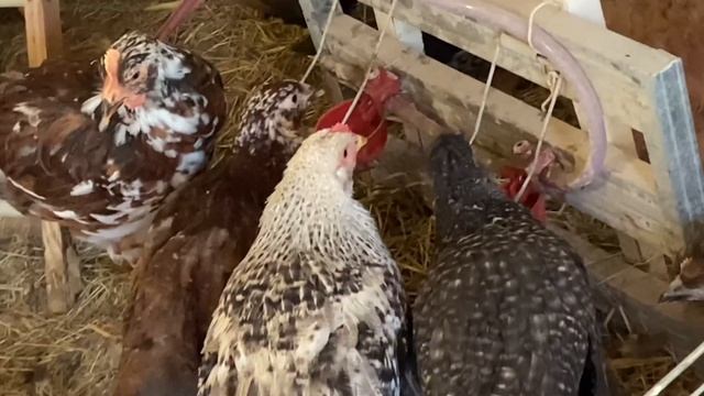 На дачі у сестри Курчата. Огірки. Полуниця. Опора троянд. смотреть онлайн