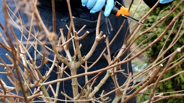 Как сформировать штамбовую форму гортензии