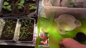 Как приготовить жидкий гумат калия из сухого своими руками. Гумат калия как применять подкормку?