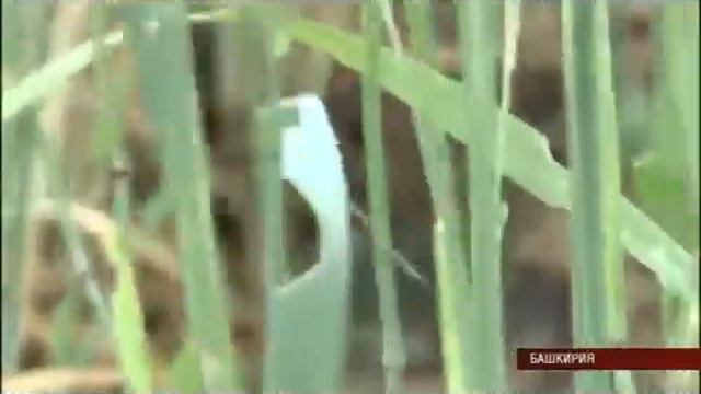 16 07 2014 САРАНЧА смотреть онлайн