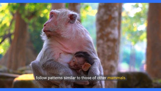 Monkeys: The Joyful Inhabitants of the Rainforests - Discovering the Planet in FULL HD смотреть онлайн