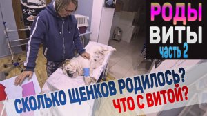 Роды у собаки Английский Бульдог в ветеринарной клинике. Часть 2.