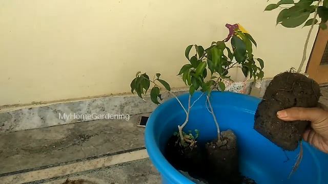 Ficus Benjamina plant смотреть онлайн
