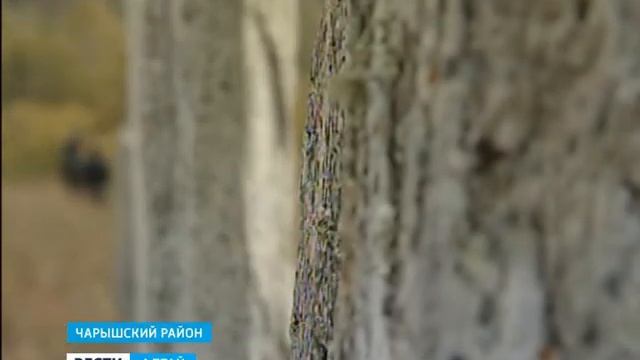 Царский Курган. Сентелек. смотреть онлайн