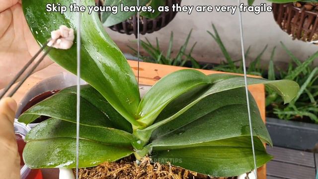 Knowing this secret you can propagate any phalaenopsis orchids смотреть онлайн
