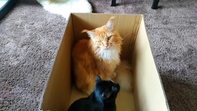 Мейн кун Степа и кот Тихон. Как отвлечь котов от дел хозяев.? смотреть онлайн