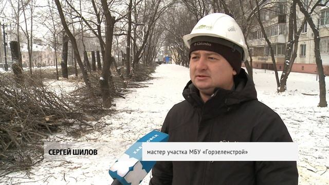 Старые тополя вырезают на улице Карла Маркса смотреть онлайн
