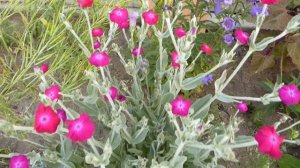 Лихнис корончатый и овечьи ушки(чистец шерстистый или стахис).