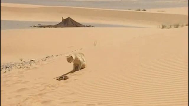 МИР ЖИВОТНЫХ ОЛАМИ ХАЙВОНОТ смотреть онлайн