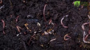 Кислотные дожди. Чем опасны осадки.