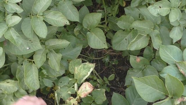 Молодая картошка. Сорт "Удача" смотреть онлайн