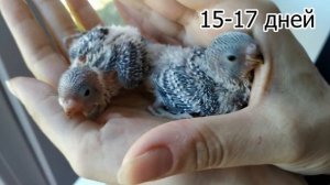 Птенец волнистого попугая  Развитие и рост от яйца до 27 дней