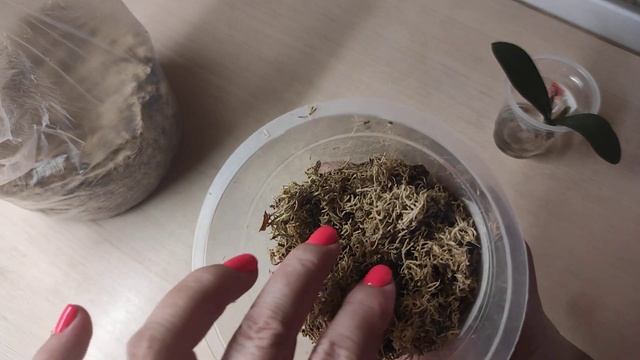 07.07.21.пересадка маленькой ОРХИДЕИ в мох. смотреть онлайн