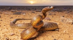 Самая ядовитая змея в мире! Тайпан - опасная змея СТРАШНЕЕ кобры. Змея в деле! Факты о тайпанах.