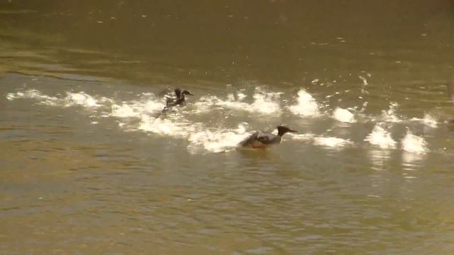 Common Merganser. Обыкновенный крохаль (812sp) смотреть онлайн