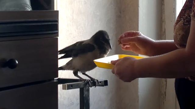 Ворона кушает.mp4 смотреть онлайн