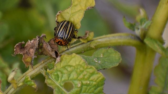 Как понять, что картофель созрел